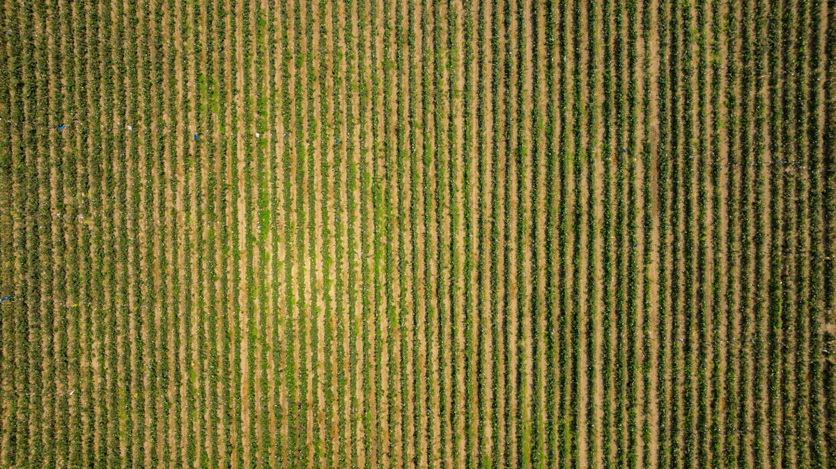 Aerial view of crop rows in agricultural field