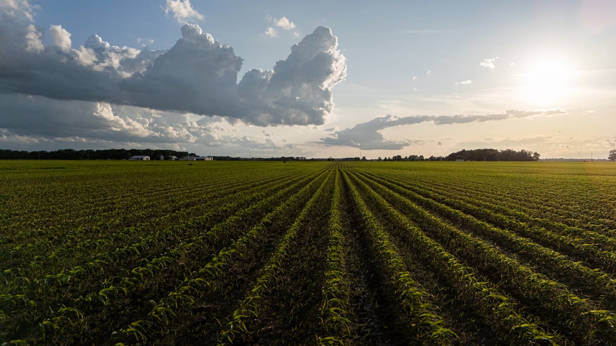 Aerial view of farmland at sunset