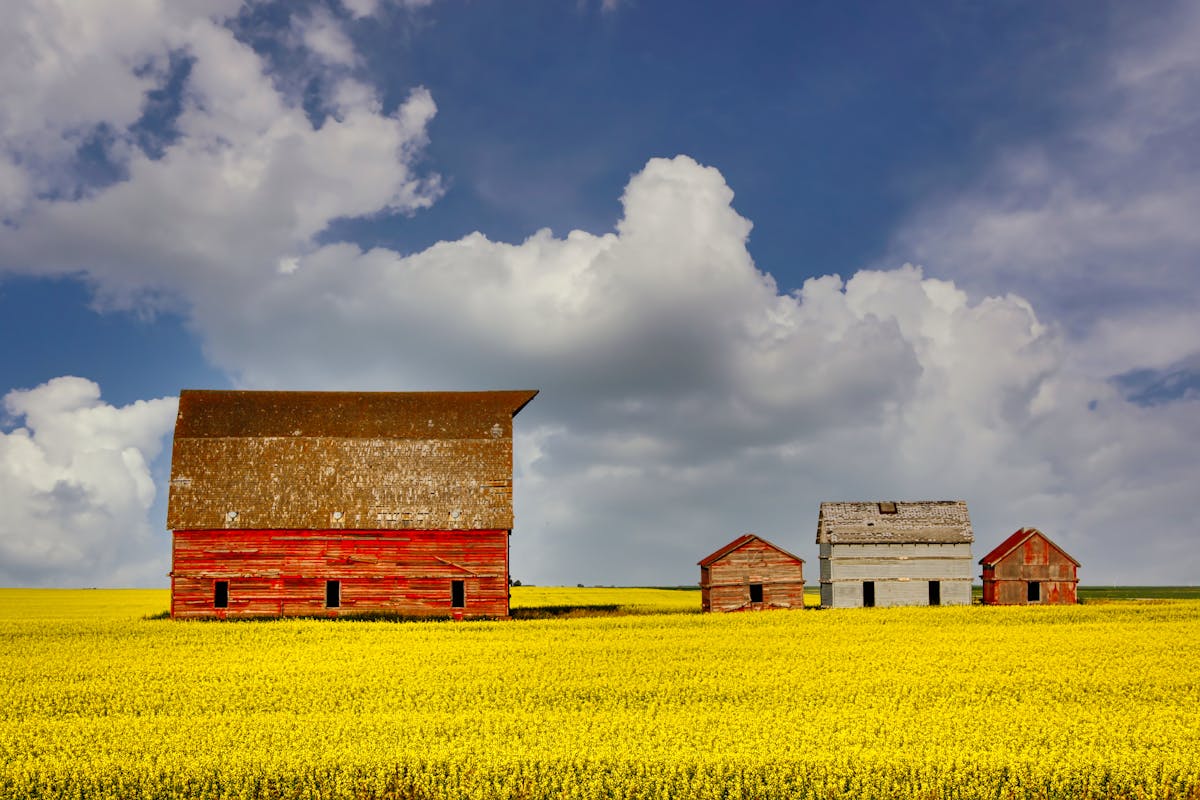 Red barns surrounded by canola fields on the prairies