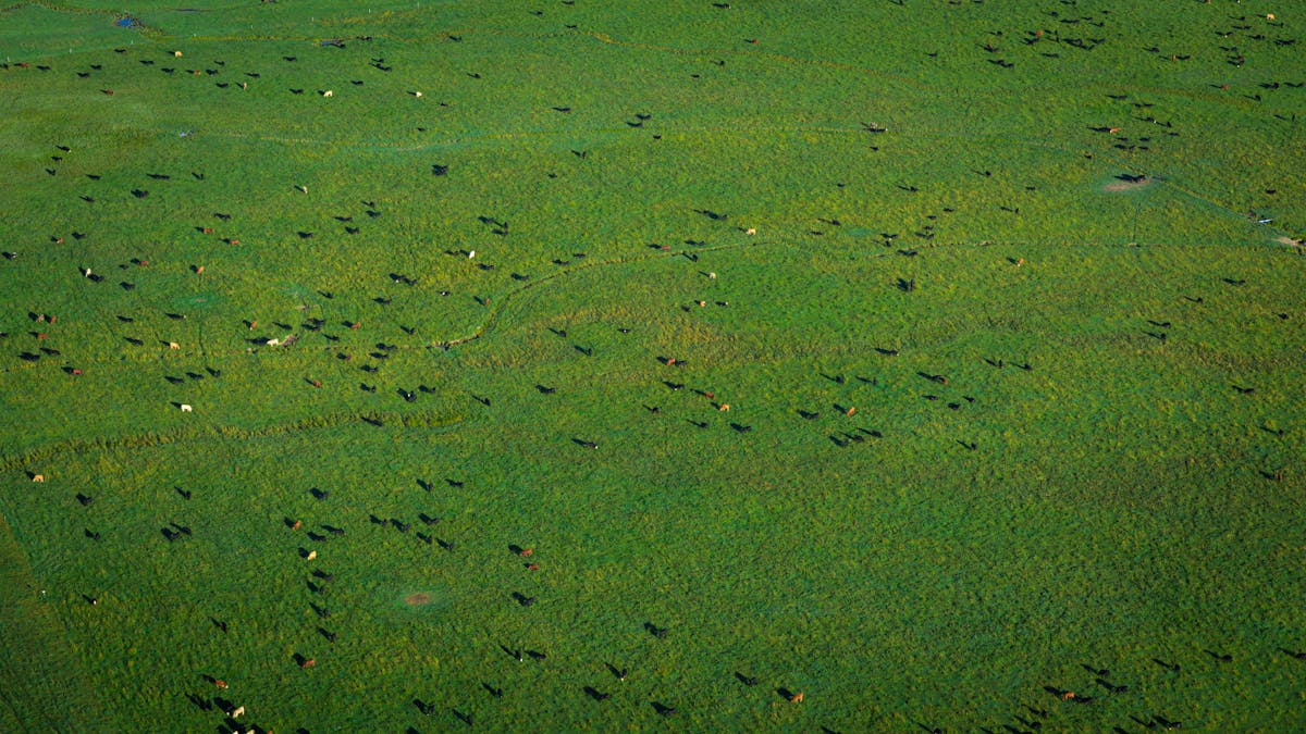 Aerial drone shot of cattle on green pasture