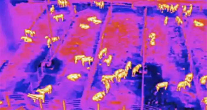 Thermal imaging of livestock herd from drone