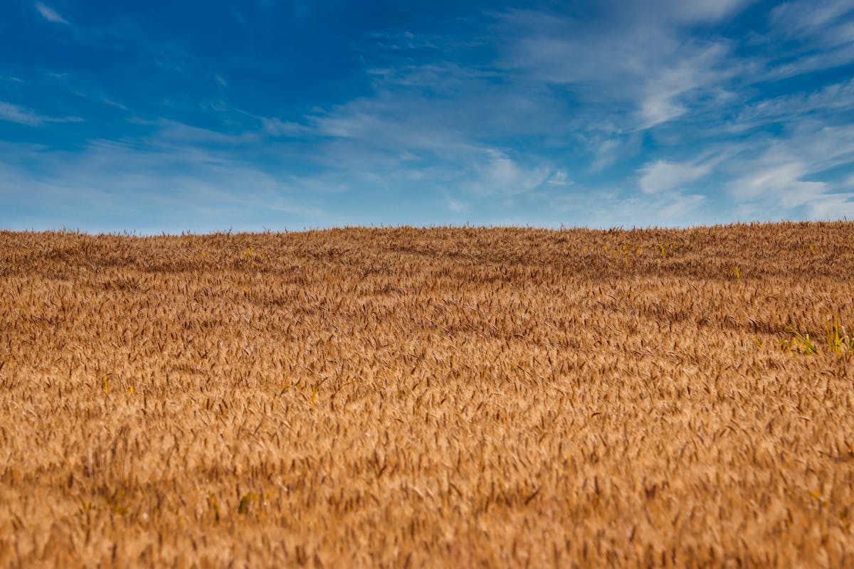 Golden wheat field under blue sky